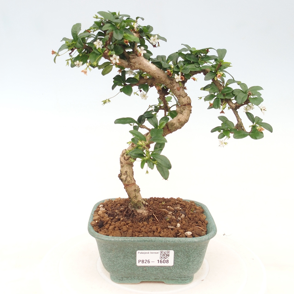 Bonsai pokojowe - Carmona macrophylla - Tea fuki