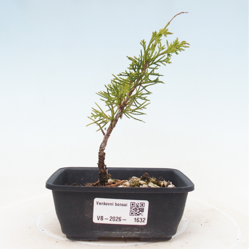 Outdoor bonsai - Juniperus chinensis Itoigawa