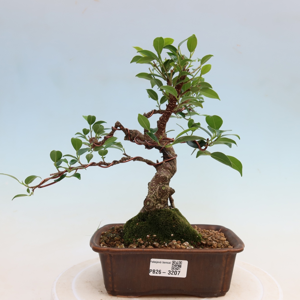 Pokój bonsai - Ficus kimmen - figowiec drobnolistny