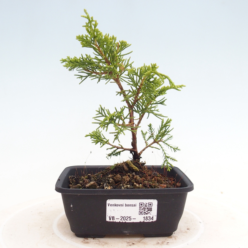 Outdoor bonsai - Juniperus chinensis Itoigawa - Jałowiec chiński