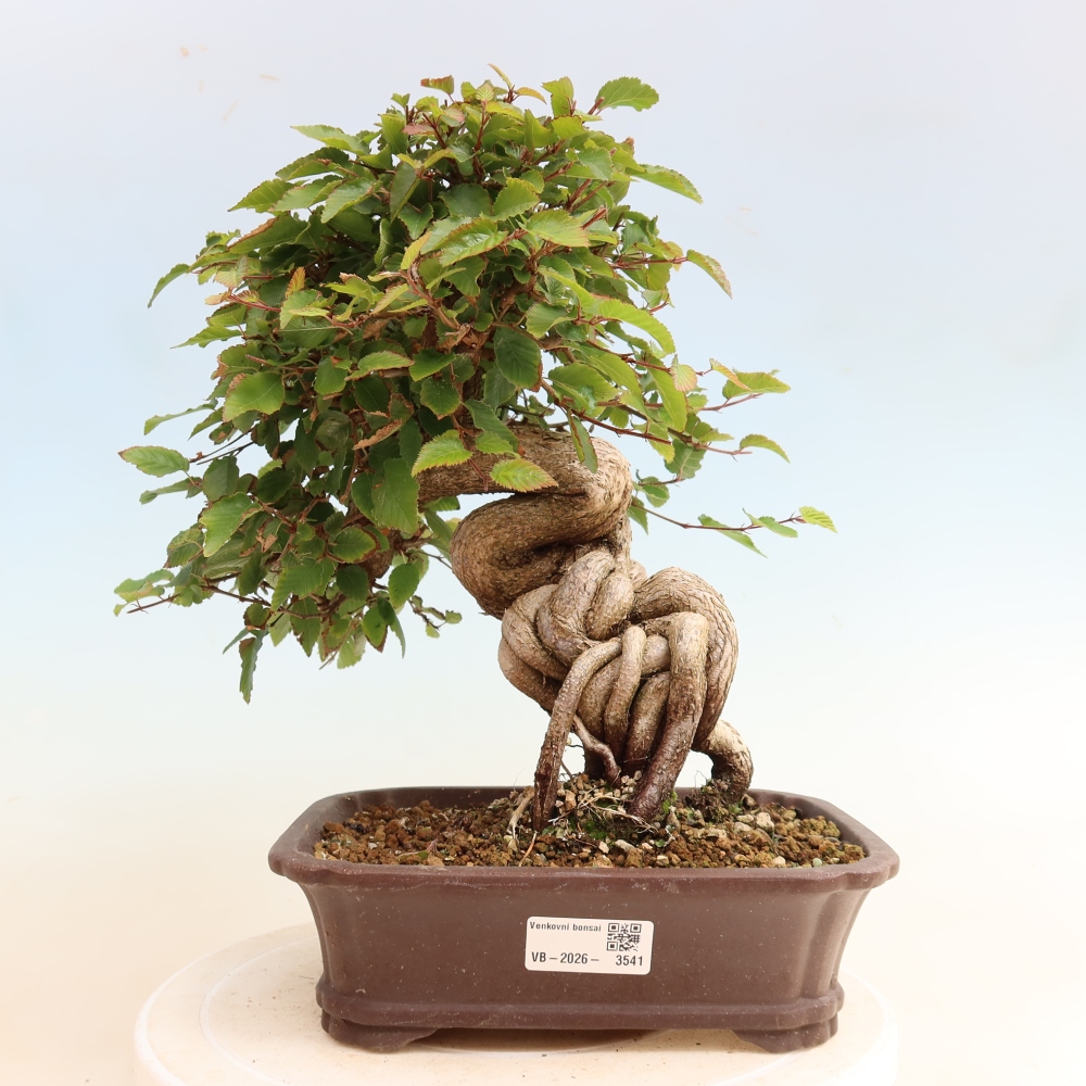 Outdoor bonsai - Carpinus CARPINOIDES - grab koreański