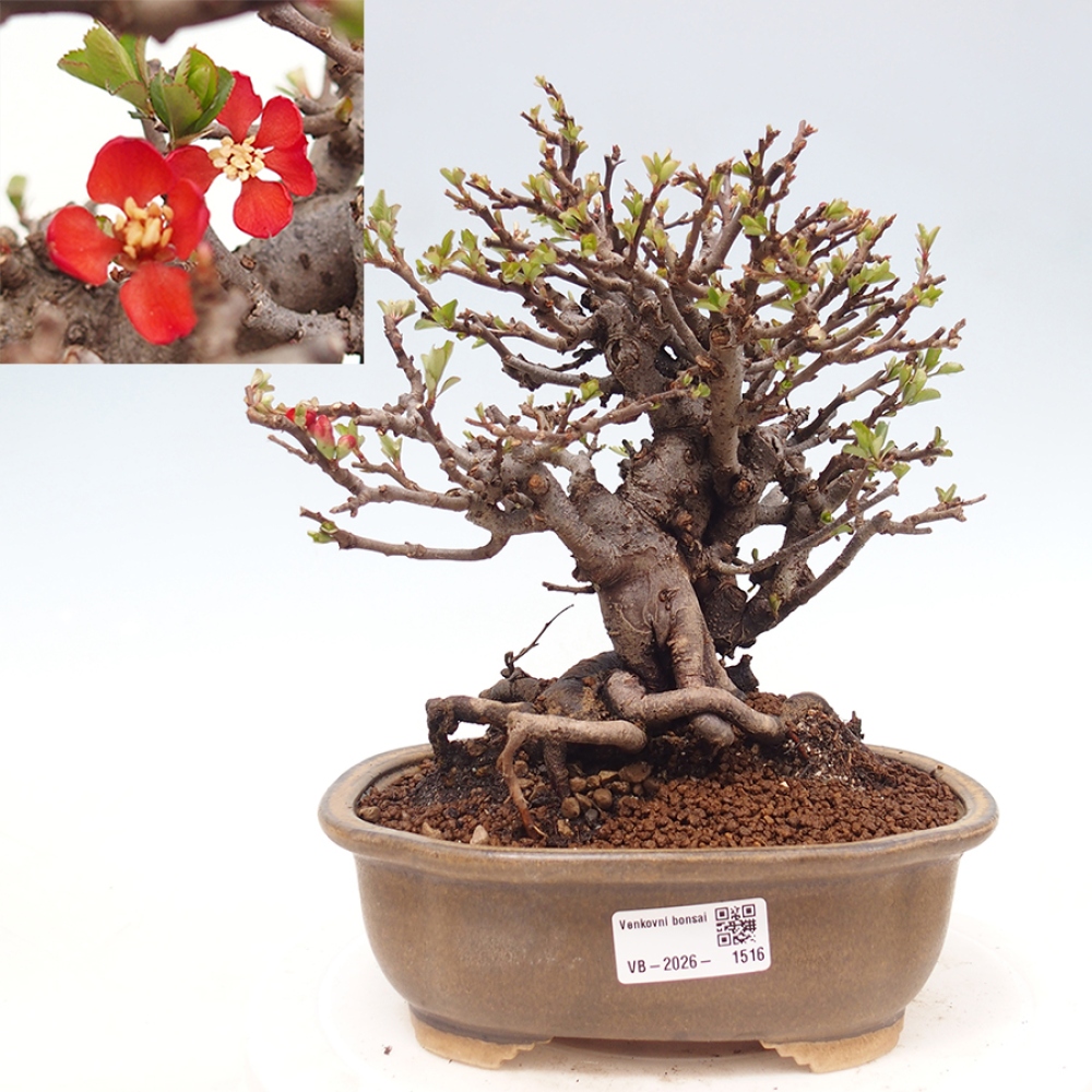 Bonsai zewnętrzne - Chaneomeles speciosa - Pigwa