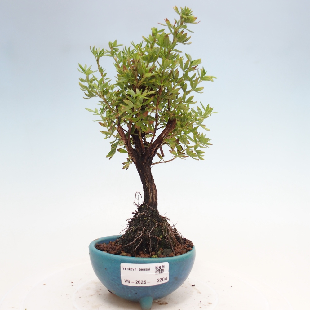Outdoor bonsai-Pięciolistnik - Potentila fruticosa żółty Ptak