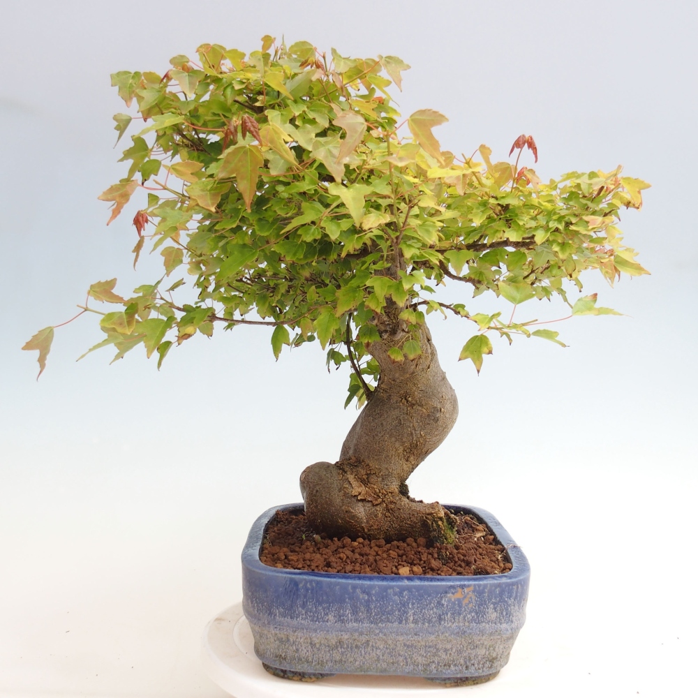 Outdoor bonsai - Maple Buergerianum - Burger Maple