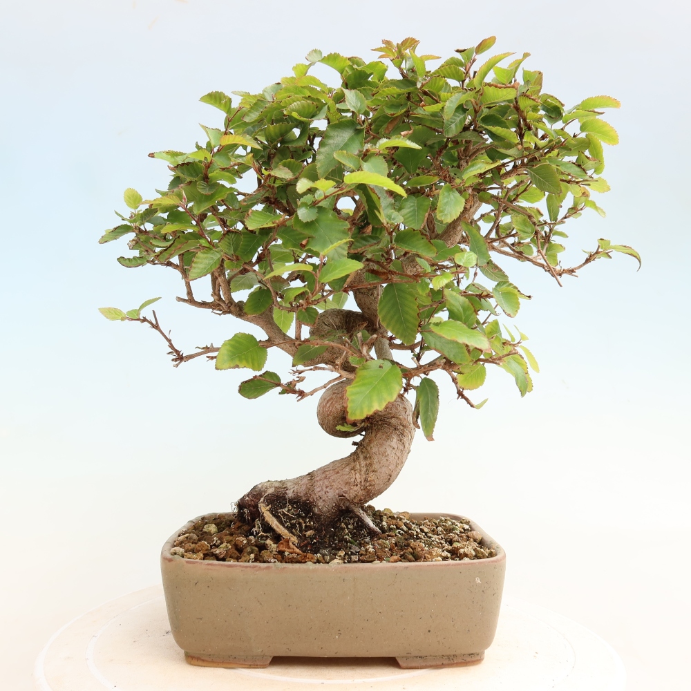Outdoor bonsai - Carpinus CARPINOIDES - grab koreański