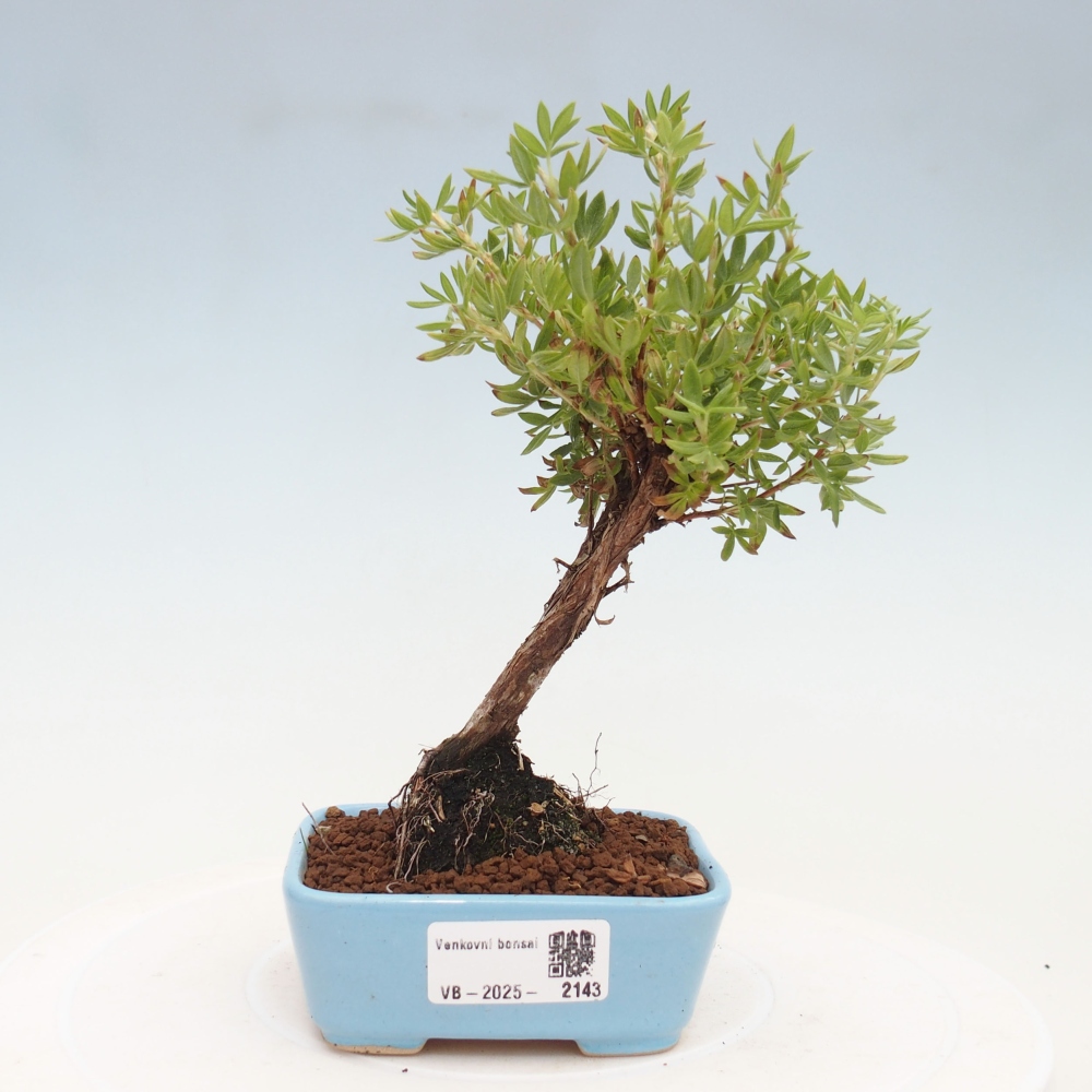 Outdoor bonsai-Pięciolistnik - Potentila fruticosa żółty Ptak