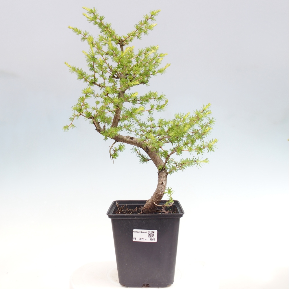 Bonsai zewnętrzne - Larix decidua - Modrzew