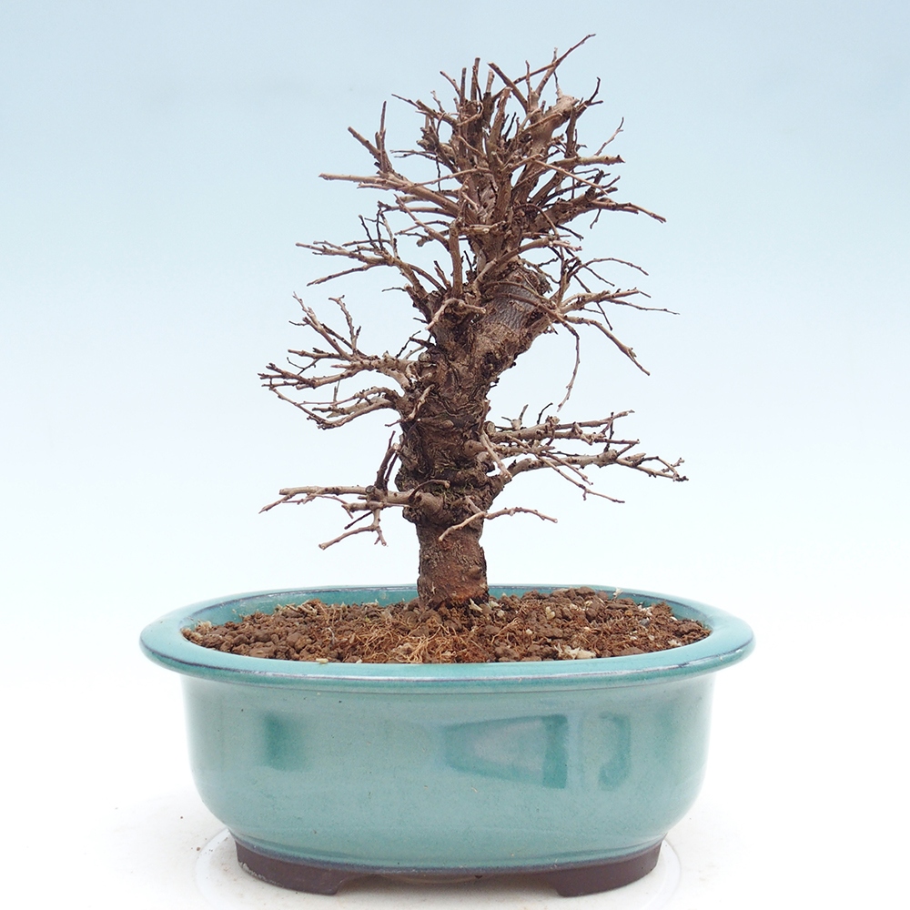 Bonsai zewnętrzne - Zelkova - Zelkova NIRE