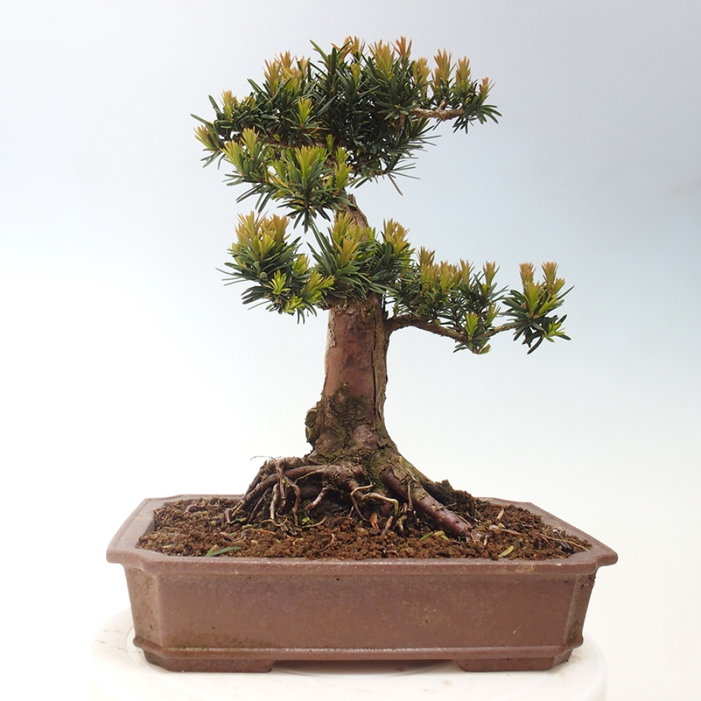 Bonsai na zewnątrz - Taxus cuspidata - cis japoński
