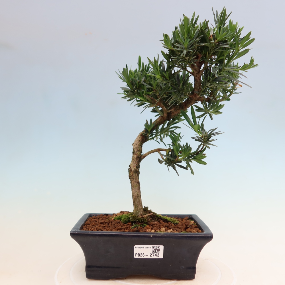 Pokój bonsai - Podocarpus - Kamienny cis