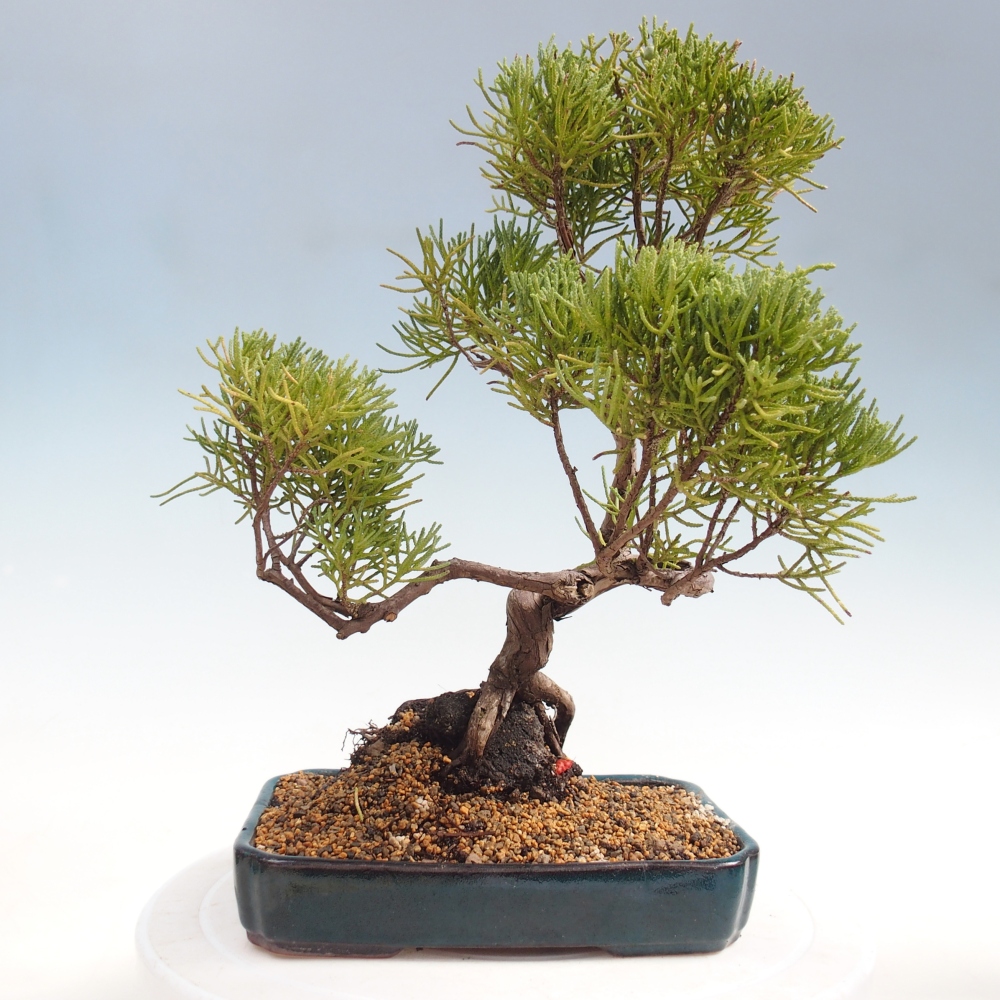 Outdoor bonsai - Juniperus chinensis Kishu