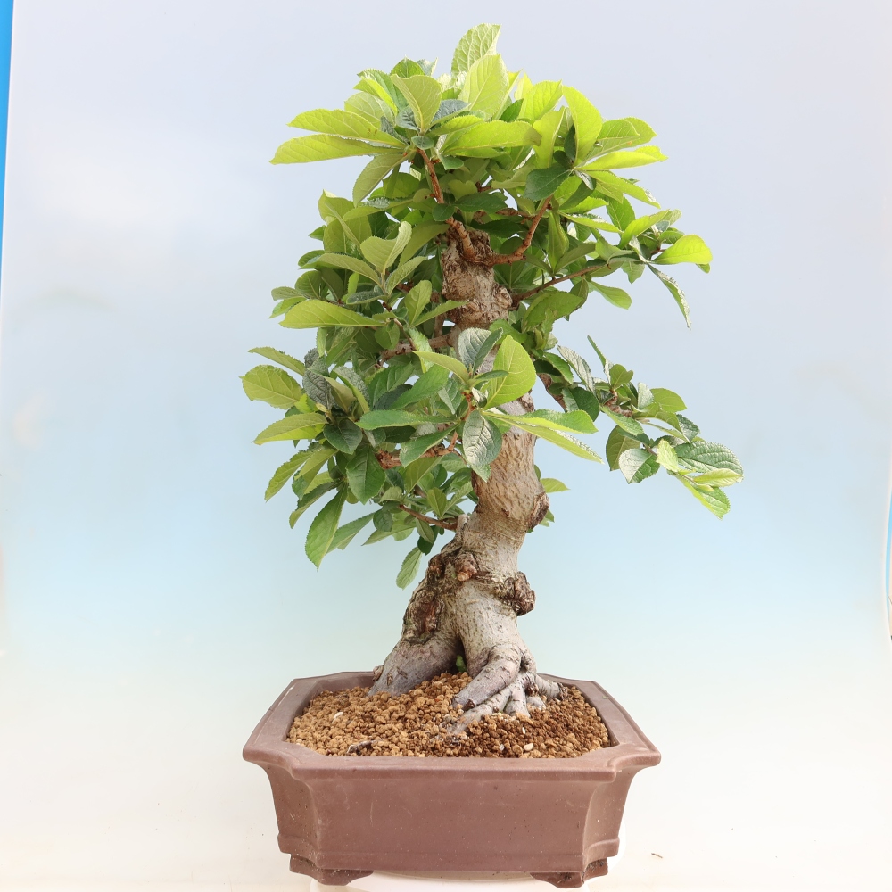 Bonsai ogrodowe – Photinia villosa