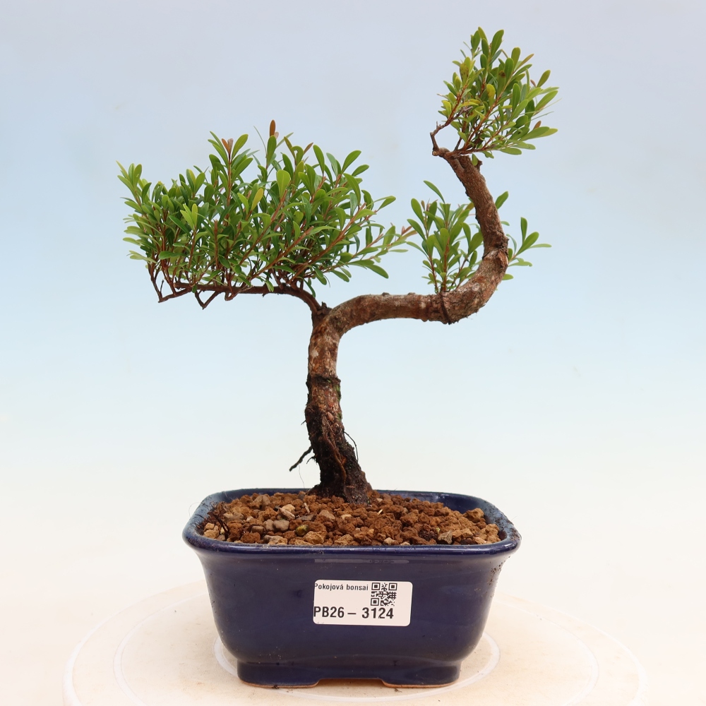 Pokój bonsai - Syzygium - Pimento
