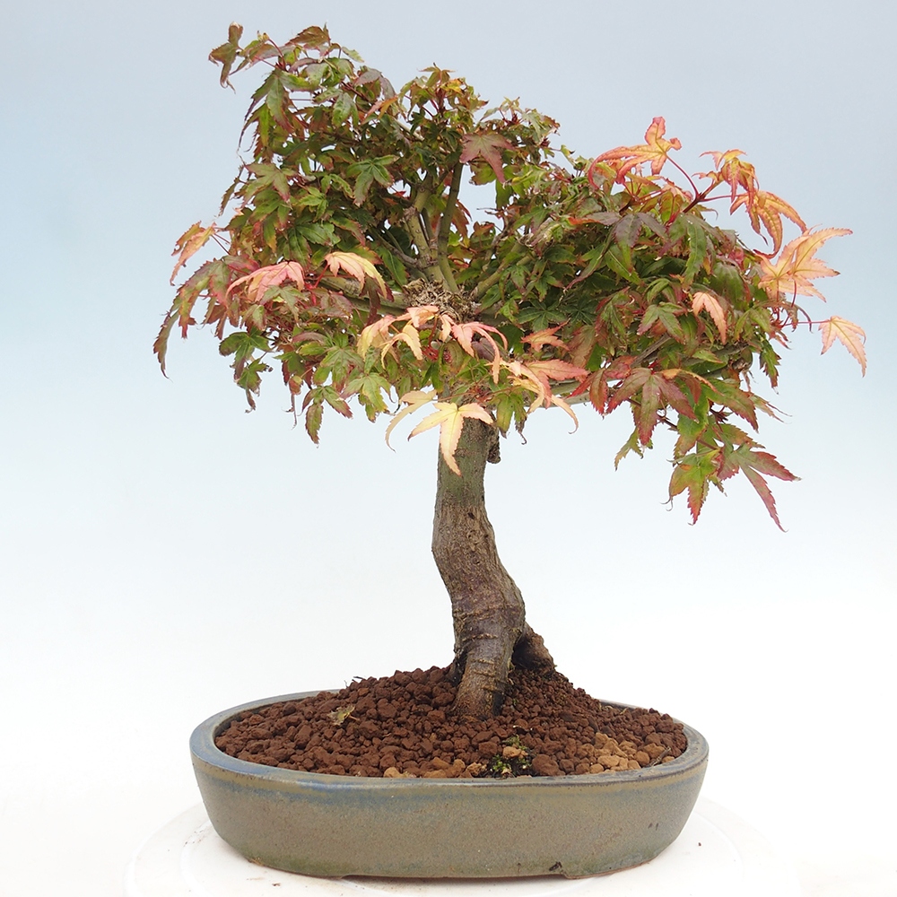 Acer palmatum KIOHIME - klon palmowy