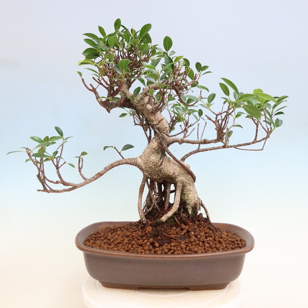 Pokój bonsai - Ficus kimmen - figowiec drobnolistny