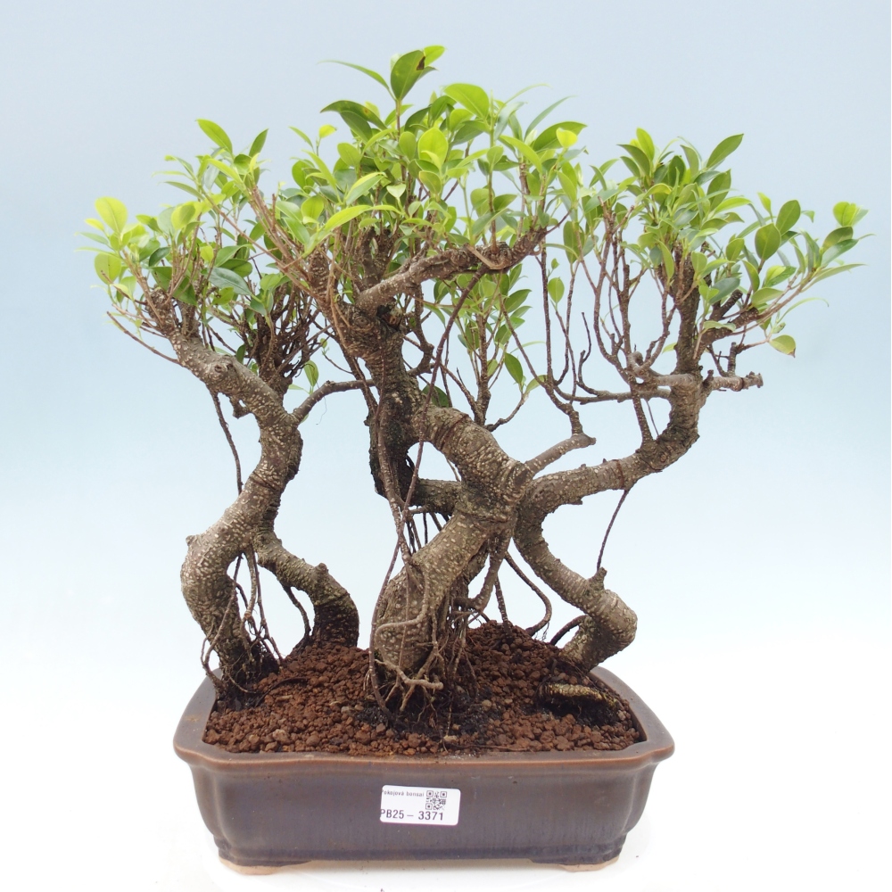 Pokój bonsai - Ficus kimmen - figowiec drobnolistny