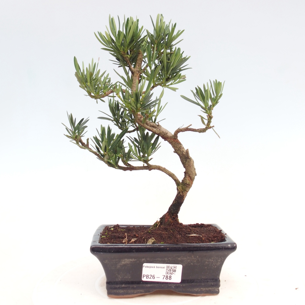 Pokój bonsai - Podocarpus - Kamienny cis