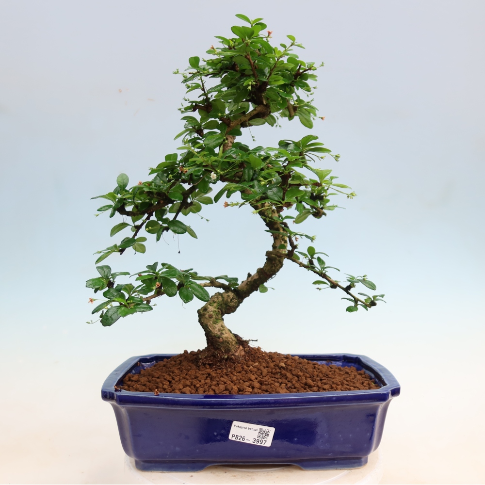Bonsai pokojowe - Carmona macrophylla - Tea fuki