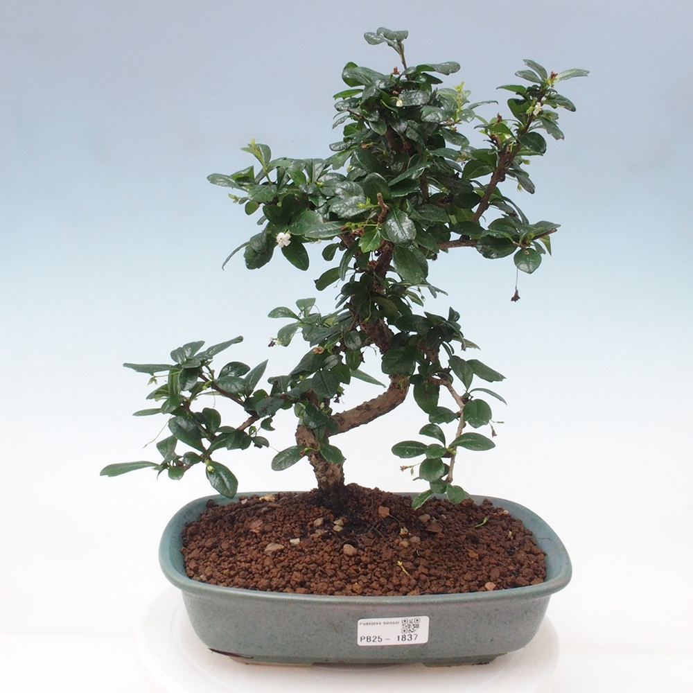 Pokój bonsai - Carmona macrophylla - Tea fuki