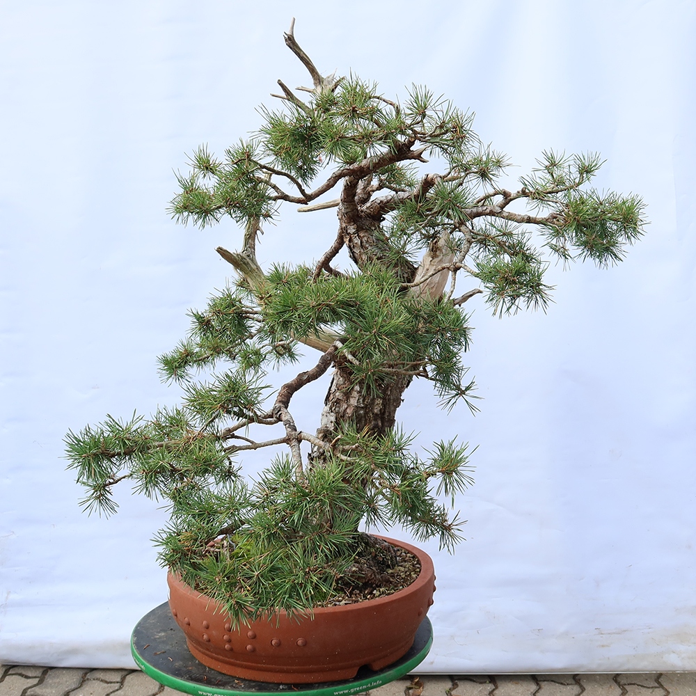 Pinus sylvestris Hiszpania – sosna zwyczajna