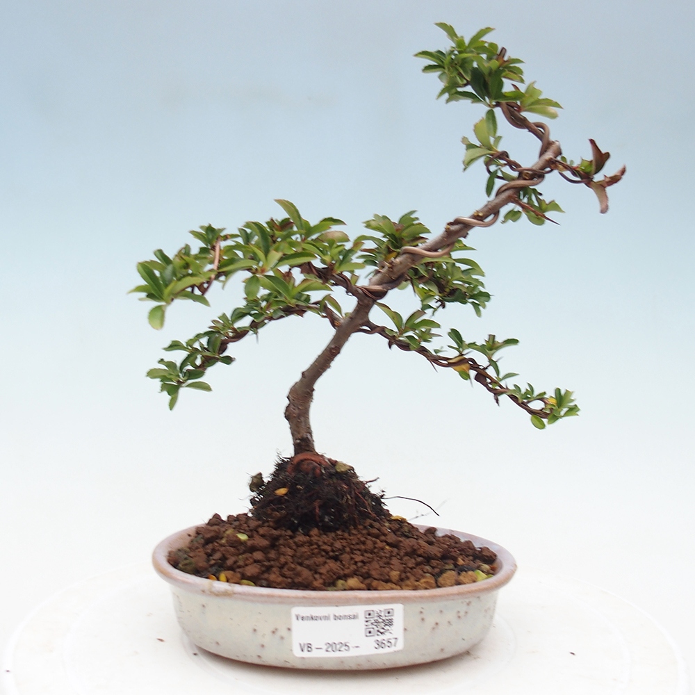 Outdoor bonsai-Pyracantha Teton -Hlox