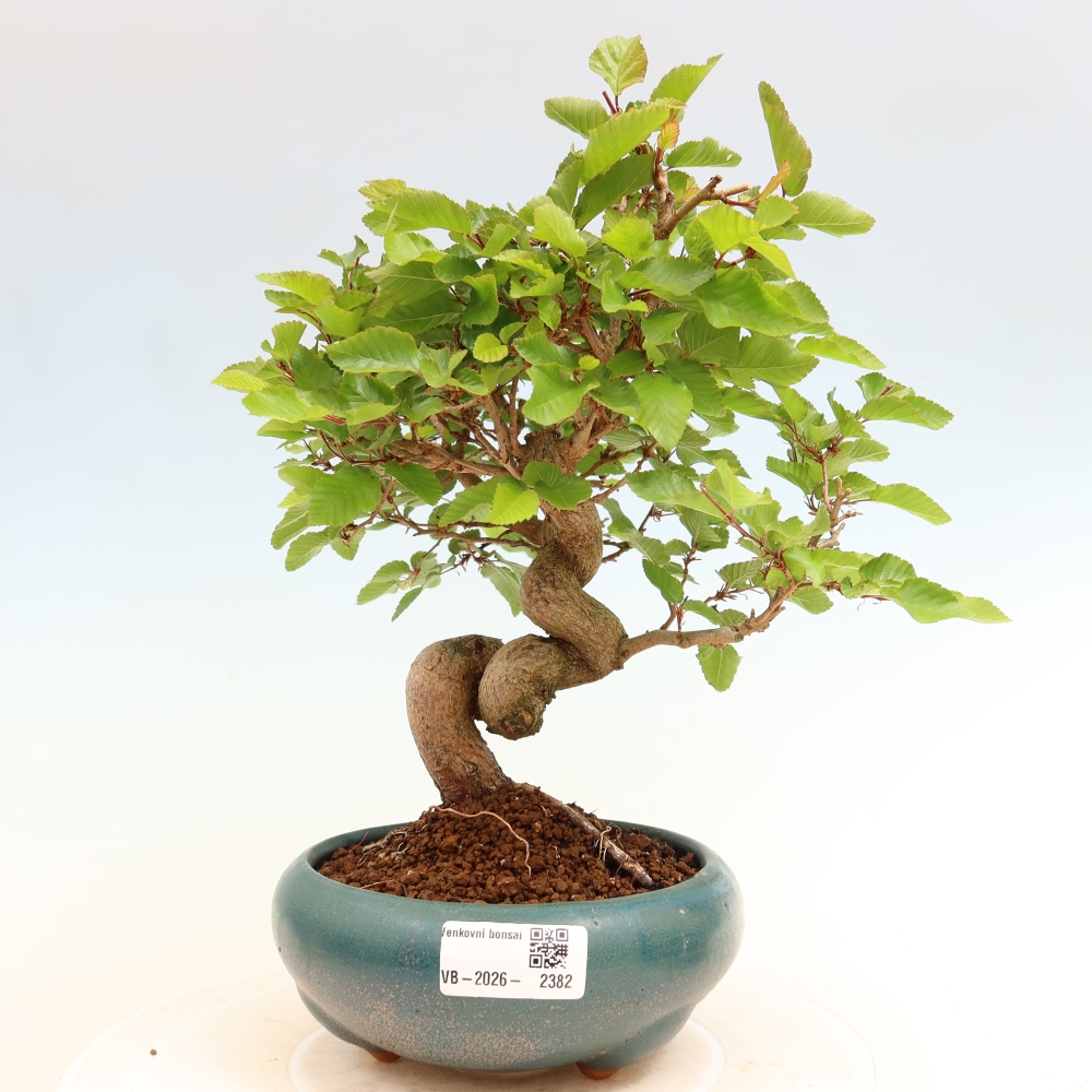 Outdoor bonsai - Carpinus coreana - grab koreański
