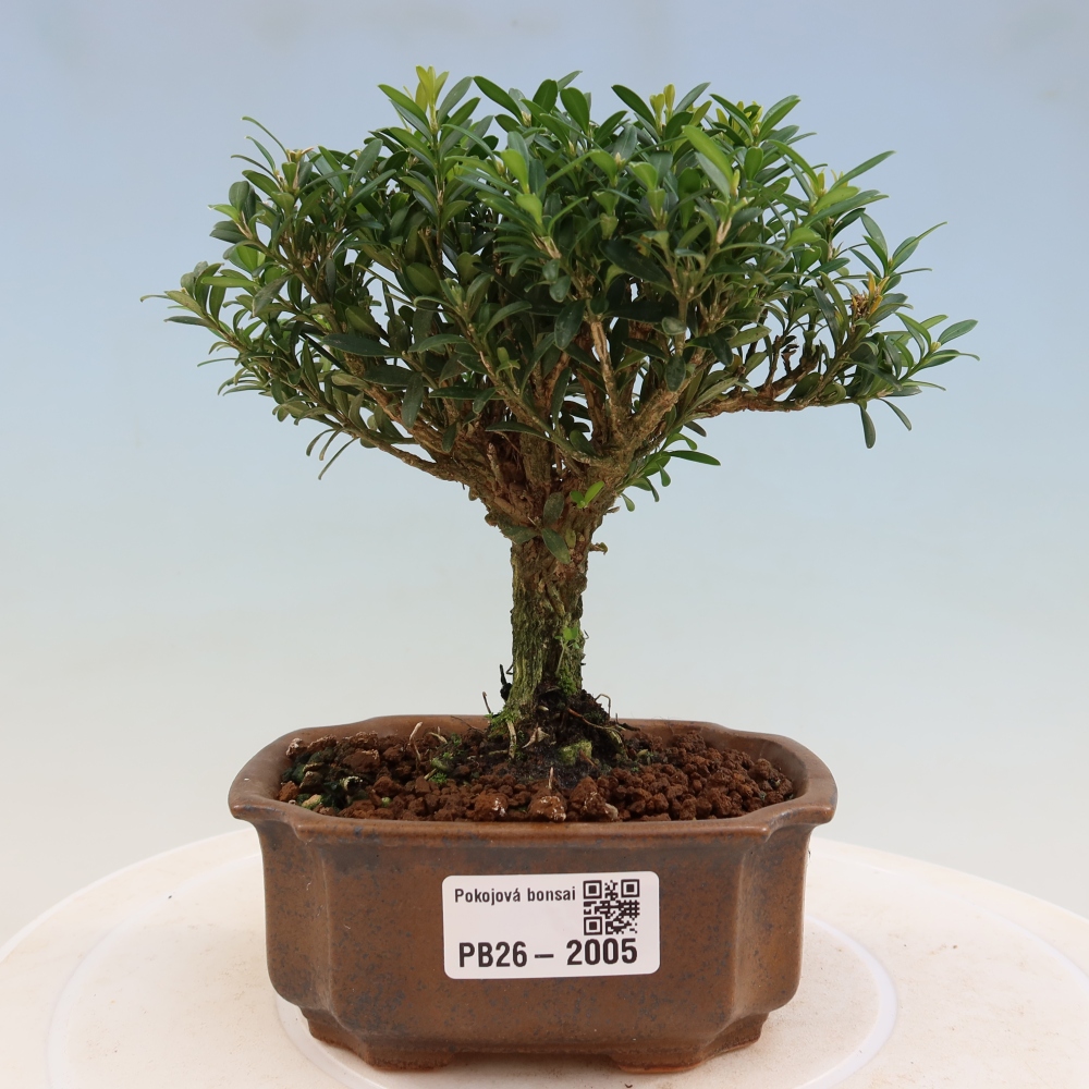 Pokój bonsai - Buxus harlandii - buxus korkowy