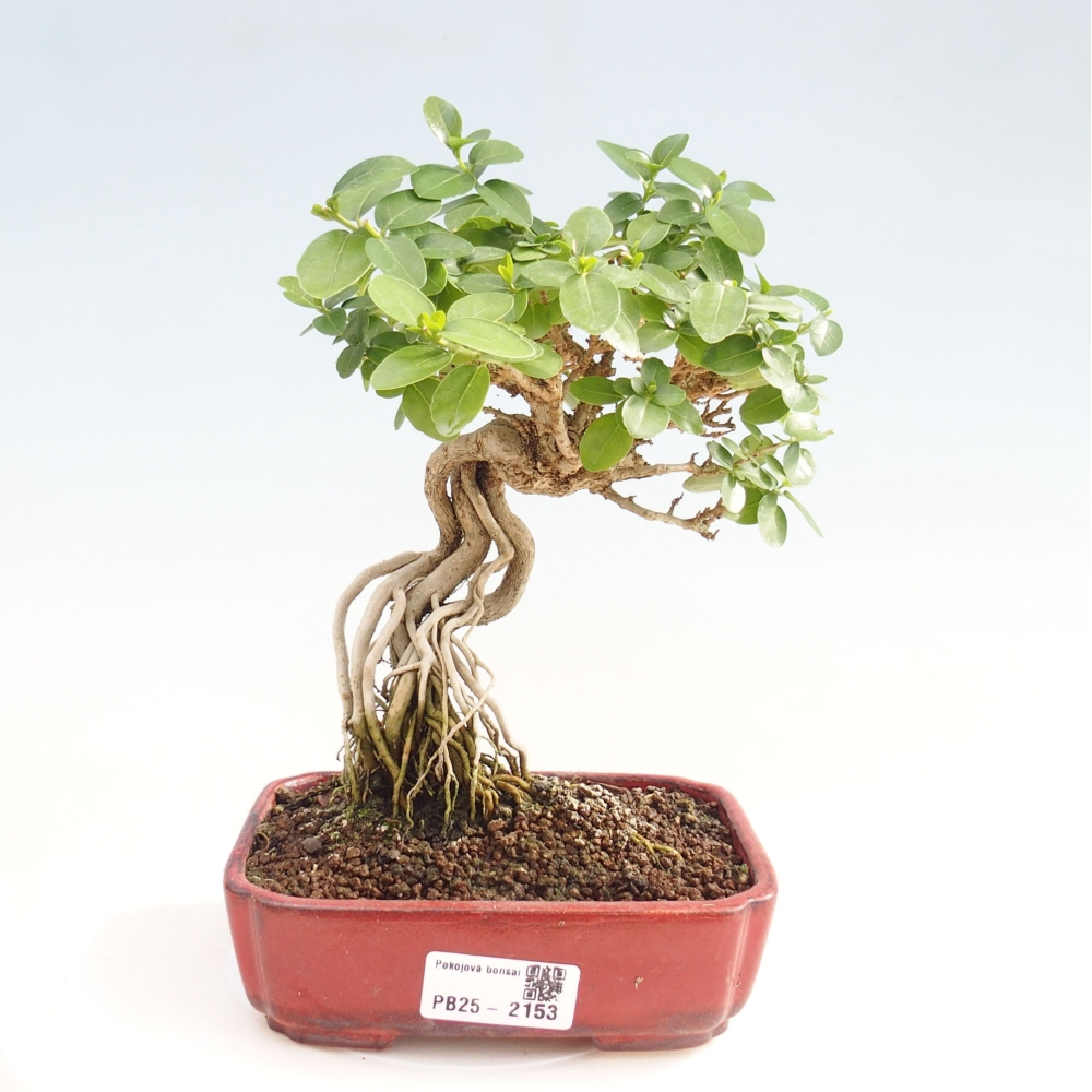 Bonsai wewnętrzne - Premna serratifolia - Kozlovon drobnolistny