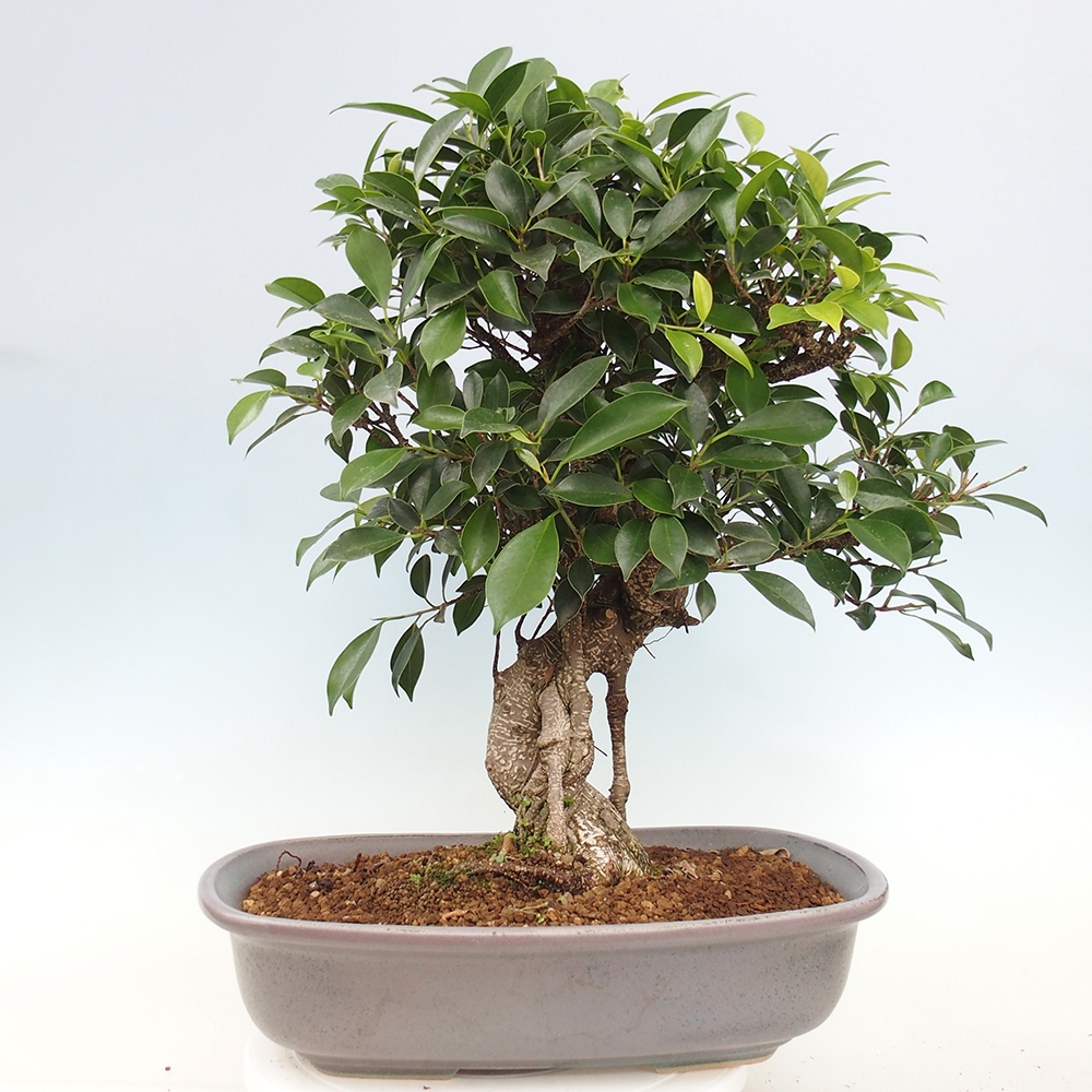 Bonsai pokojowe - Ficus kimmen - figowiec drobnolistny - WYŁĄCZNIE ODBIÓR OSOBISTY lub transport paletowy