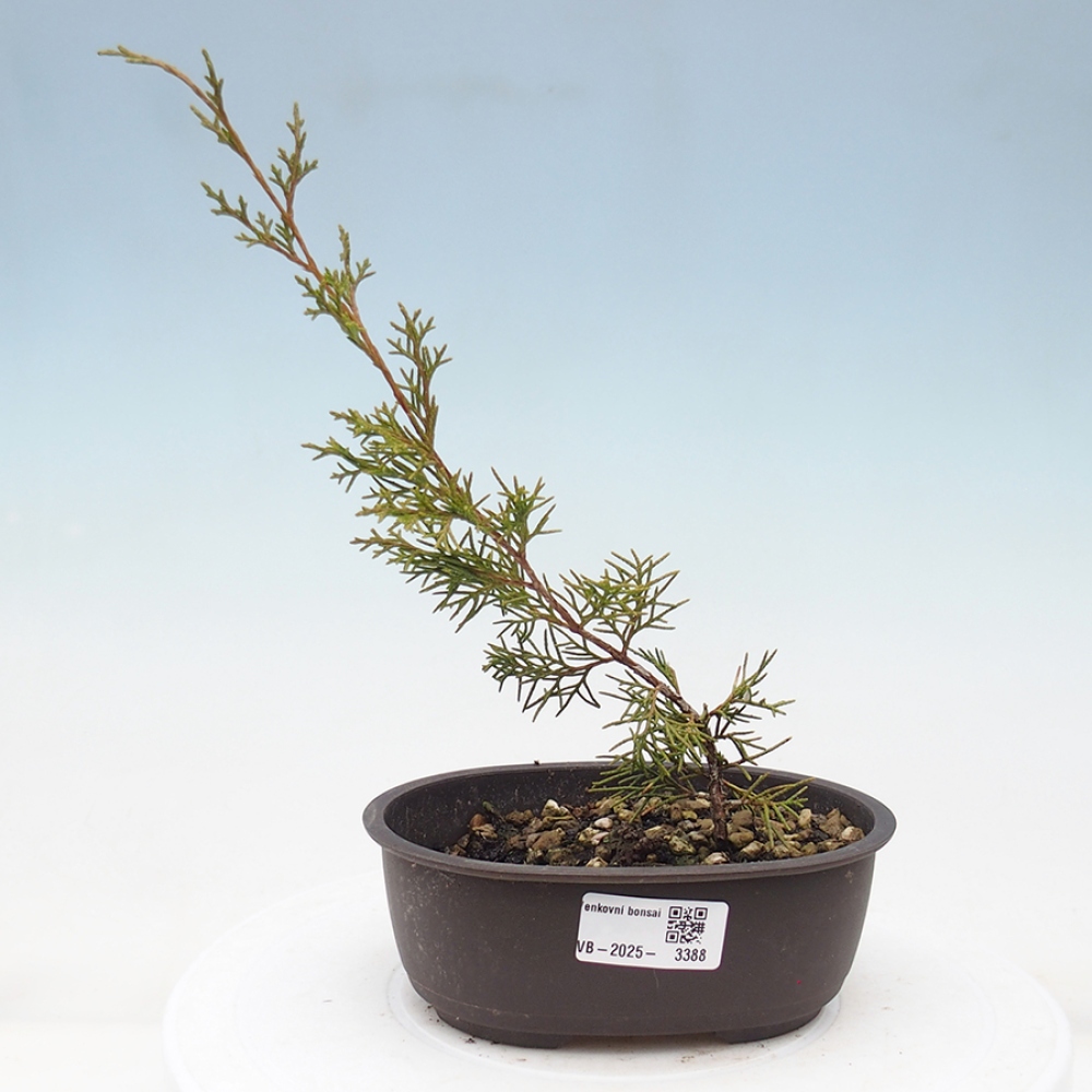 Outdoor bonsai - Juniperus chinensis Itoigawa - Jałowiec chiński