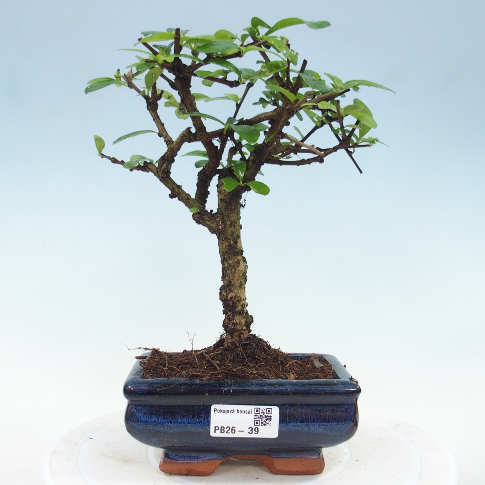 Bonsai pokojowe - Carmona macrophylla - Tea fuki
