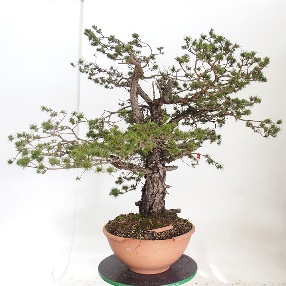 Yamadori - Pinus sylvestris Hiszpania