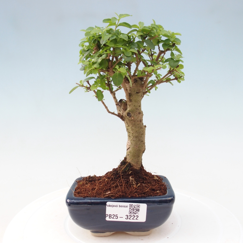 Pokój bonsai - Ligustrum chinensis - Dziób ptaka