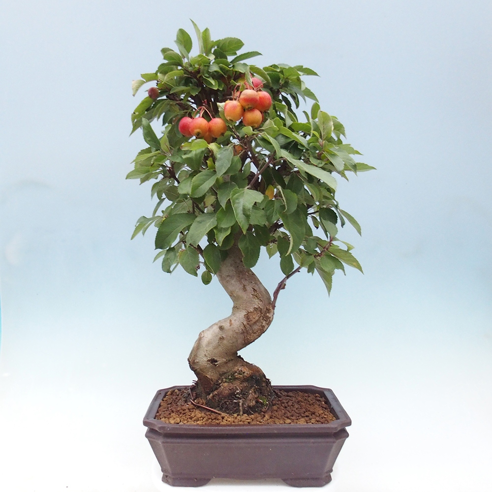 Bonsai plenerowe - Malus Halliana - Jabłoń drobnoowocowa