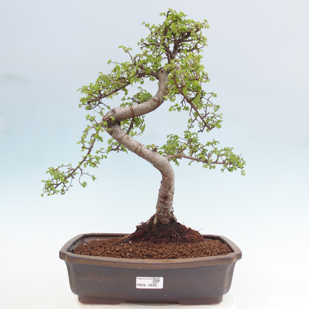 Pokój bonsai - Ulmus parvifolia - Wiąz drobnolistny