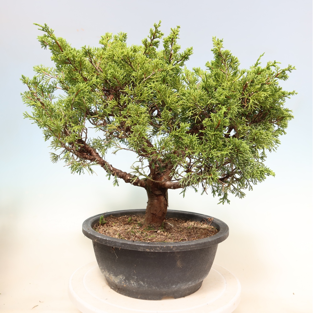 Bonsai ogrodowe – Juniperus chinensis Itoigawa – jałowiec chiński