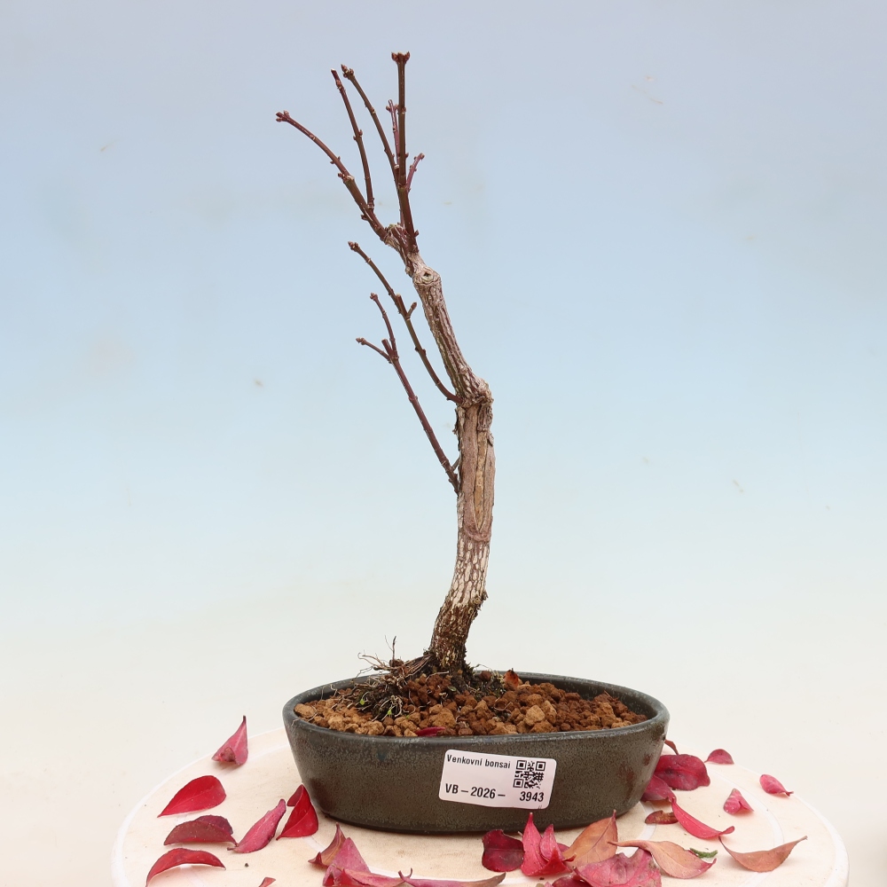 Bonsai ogrodowe – Euonymus alatus comactus – skrzydlaty