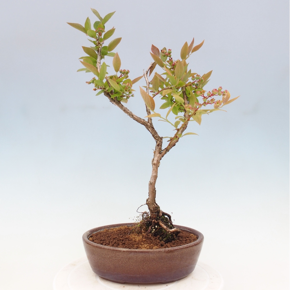 Bonsai Outdoor - Borówka kanadyjska - Vaccinium corymbosum