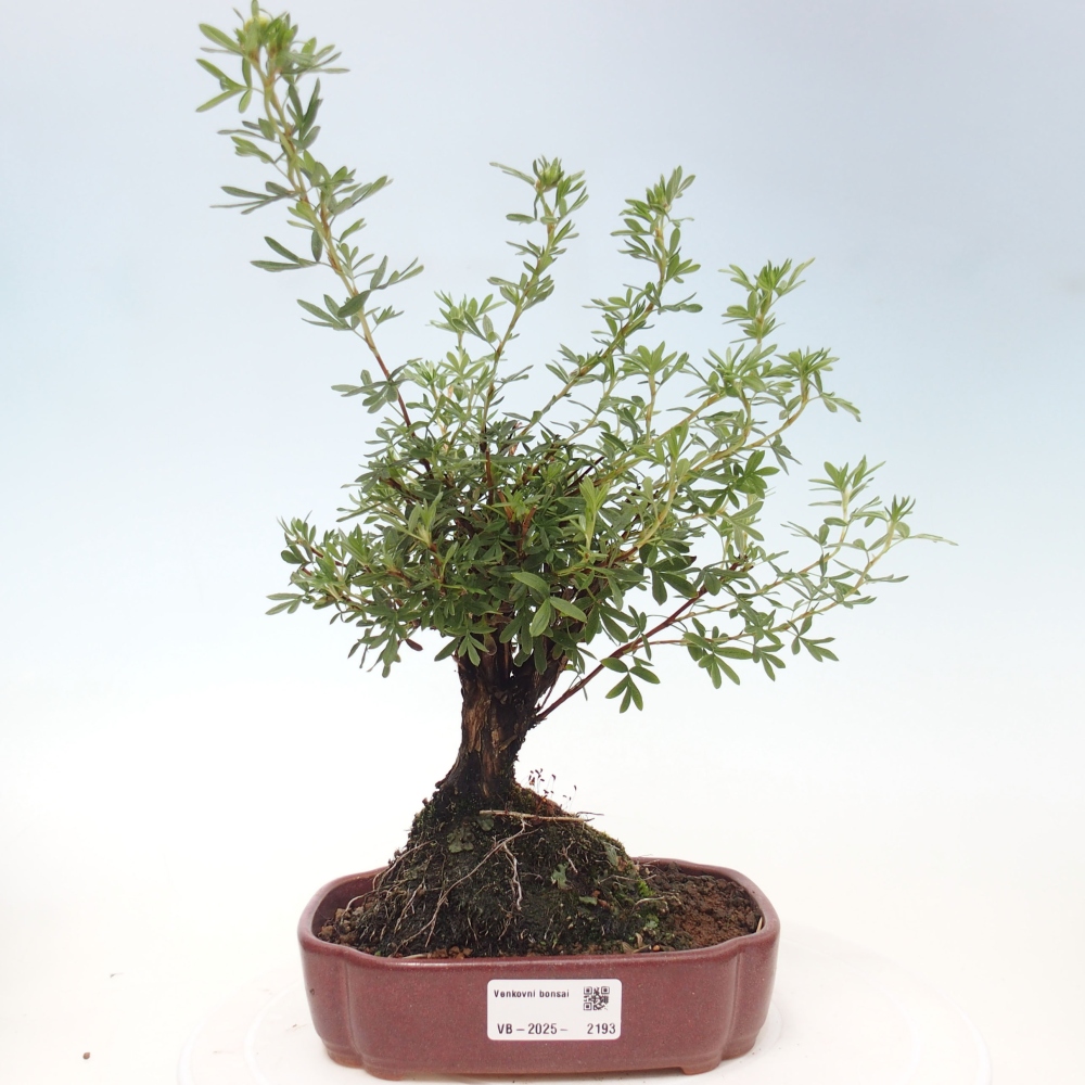 Outdoor bonsai-Pięciolistnik - Potentila fruticosa żółty Ptak