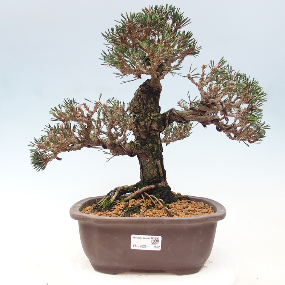 Outdoor bonsai - Pinus thunbergii Kotobuki - Sosna Thunberga