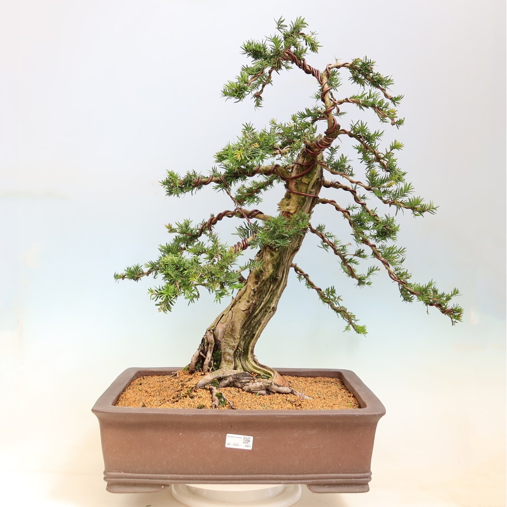 Bonsai ogrodowe – Taxus baccata – cis czerwony
