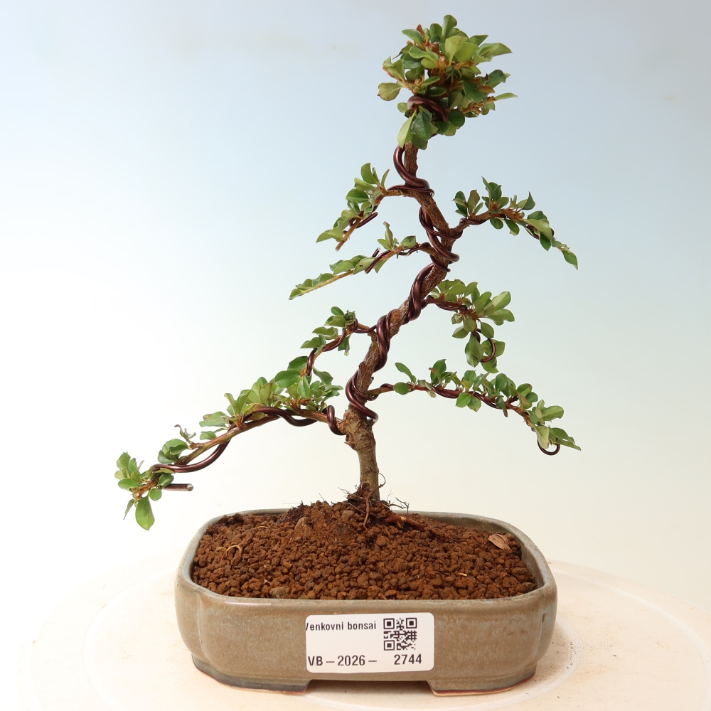 Outdoor bonsai - irga pozioma - Rocky Mountain