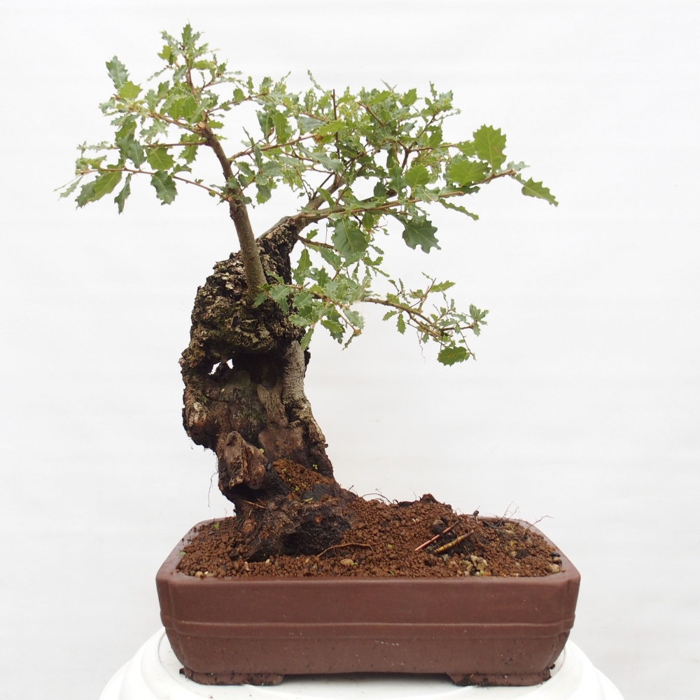 Yamadori - Quercus Ilex - Dąb ostrokrzewowy