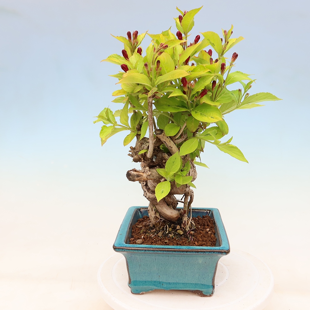 Bonsai ogrodowe – Weigela subsessilis – Weigela koreańska