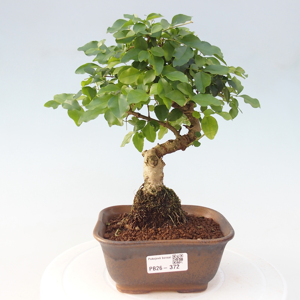 Pokój bonsai - Ligustrum chinensis - Dziób ptaka