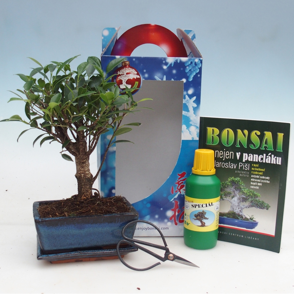 Bonsai pokojowe w pudełku upominkowym Ficus retusa - Figowiec drobnolistny