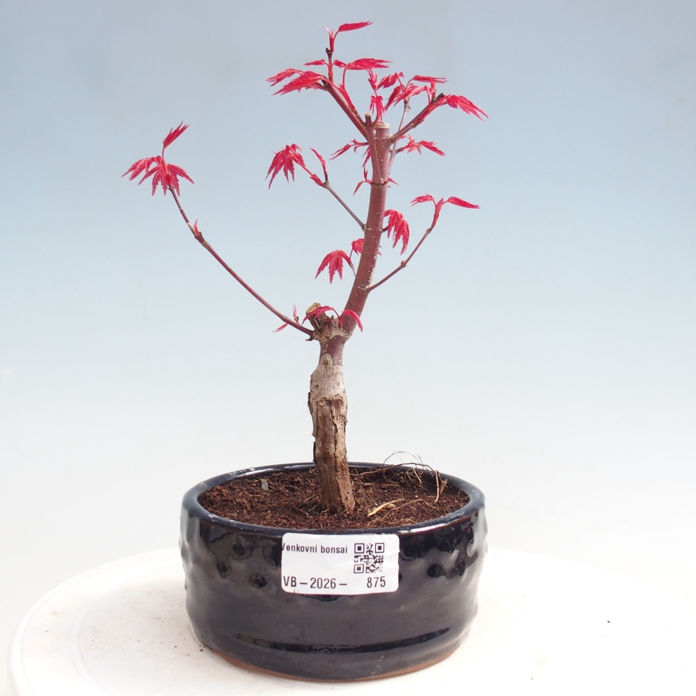 Outdoor bonsai - Acer palmatum DESHOJO