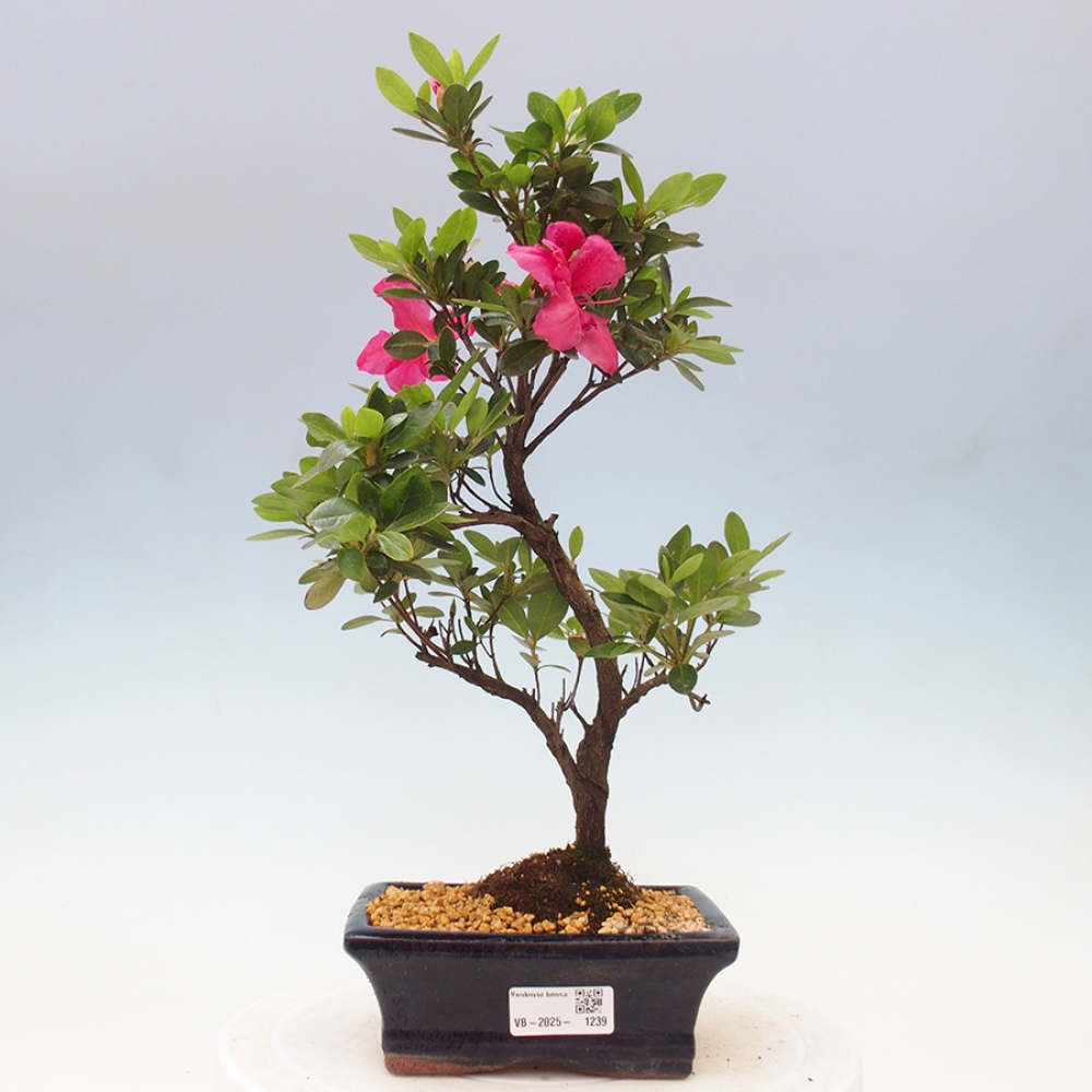 Bonsai zewnętrzne - Azalia japońska - Azalea sp.