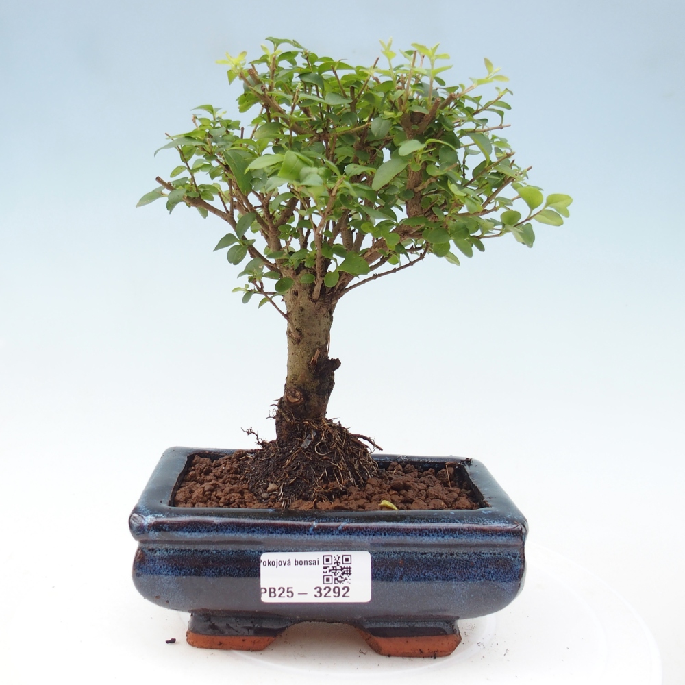 Pokój bonsai - Ligustrum chinensis - Dziób ptaka