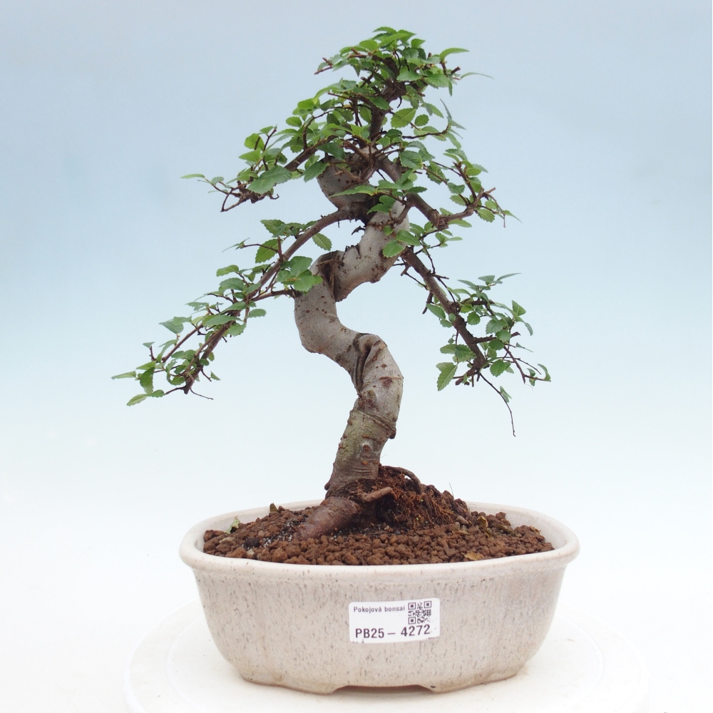 Pokój bonsai - Ulmus parvifolia - Wiąz drobnolistny